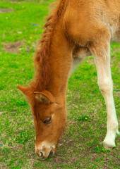 Naklejka na ściany i meble Foal grazing grass on the summer pasture.