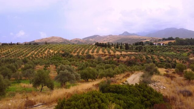 Beautiful landscape with olive grove fields, top view of olive tree farm, &uuml;berflug olivenhain, oliven &ouml;l plantage, kreta, greek, shot with drone