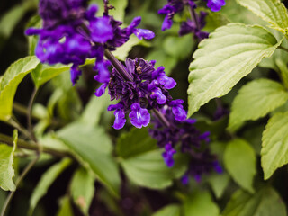 flowers in the garden