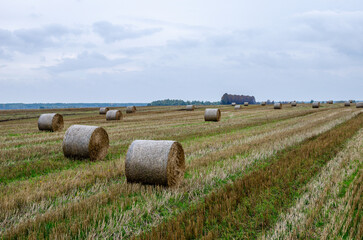 Rural nature in the farm land. Straw on the meadow. Countryside natural landscape. 