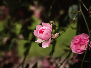 pink rose in the garden