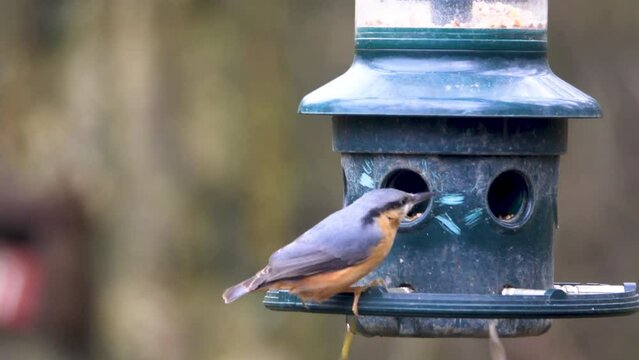 4K Nuthatch, Sitta europaea, feeding at a bird feeder in Adel Dam Nature Reserve