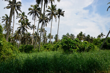 Obraz premium god's own country