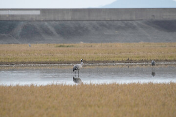 Common crane in the water