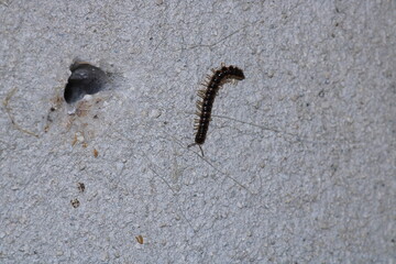 photo in scenic greenhouse millipede