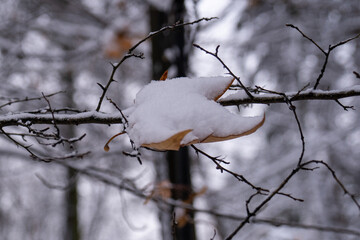 two seasons meet winter and autumn, weather change, early white snow on autumn leaf on bare tree branch, blur background