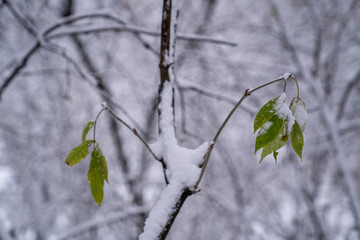 snow-covered green leaves on branches of trees in forest. Two seasons meet winter and autumn, weather change, early white snow on leaf on bare tree branch, blur background