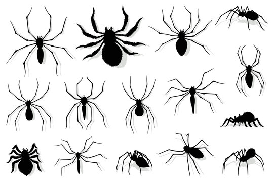 Spider silhouette collection. Black close-up insect, scary big spider isolated on white. Poisonous dangerous animal. Creepy wildlife bug