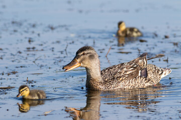 Mallard, Anas platyrhynchos. The female with her chicks floats down the river