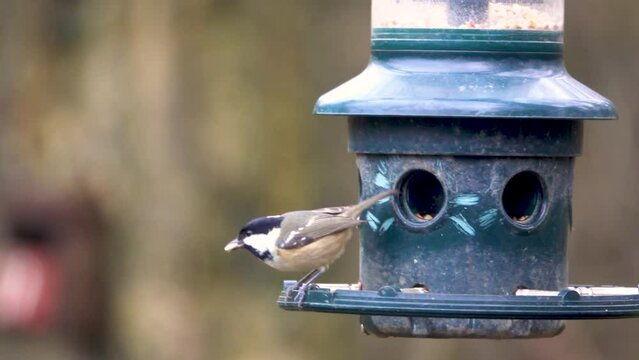 4K coaltit, Periparus ater, feeding at a bird feeder in Adel Dam Nature Reserve