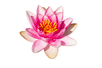 isolated perfectly formed water lily with pink petals - obrazy, fototapety, plakaty