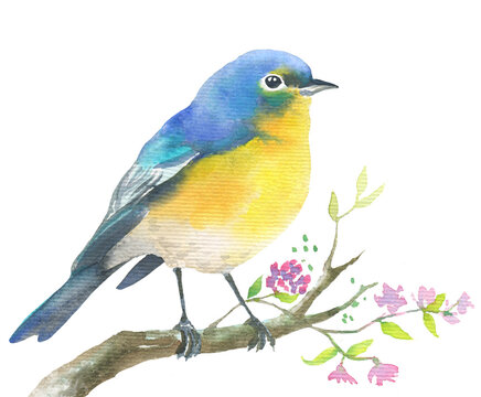 Watercolor illustration of beautiful blue bird, bluetail sitting on a twig with small flowers isolated on white background