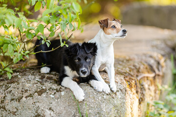 Jack Russel Terrier und Border Collie