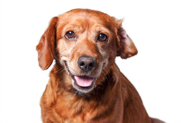 portrait of dog isolated, png file © Luciano
