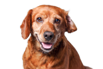 portrait of dog isolated, png file