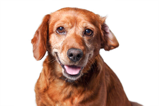 portrait of dog isolated, png file