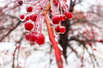 Small apples in winter in an ice crust
