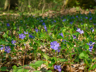 Close up of beautiful spring flowers of periwinkle (Vinca minor) on background of green leaves in sunlights. Violet vinca flowers covering the meadow ground