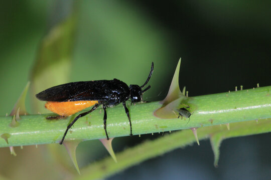 natural arge ochropus bee macro photo