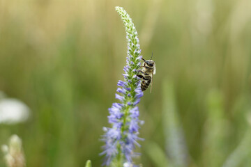 bee on a flower