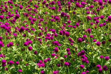 Pink small flowers on green leaves in the garden