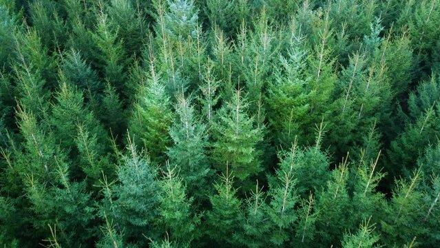 Flug &uuml;ber gr&uuml;nen nadelwald, dichter tannenwald, junge und frische nadelb&auml;ume, satte farben, draufsicht mit langsamer kamera bewegung, weihnachtsb&auml;ume, baumplantage, forstplantage, plantagenwald, 4k  