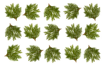Floral pattern. Ornament of thuja sprigs on a white background.