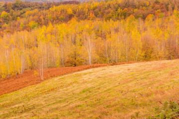 Fototapeta premium trees on the hill in fall colors. countryside of romania on a cloudy day
