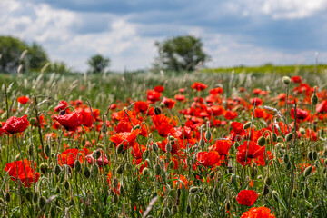 field of red poppies in spring time