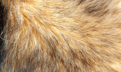 Beautiful spotted fur close-up. Texture of brown animal wool. Dog fur.