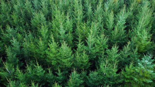 Draufsicht pinien tannenwald, junge und frische nadelb&auml;ume, satte farben, draufsicht mit langsamer kamera bewegung, weihnachtsb&auml;ume, baumplantage, forstplantage, plantagenwald, 4k  