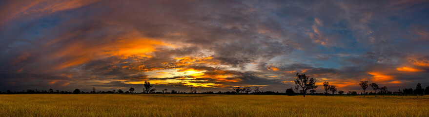 Panorama view of  dark clouds in the sunset sky in day light over the yellow rice fields and trees on a farmland in rural Thailand.Ripe rice field and sky landscape on the farm,Thailand,ASIA.