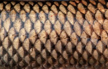 Fish scales close up. The skin of a fish as a background. © Vera