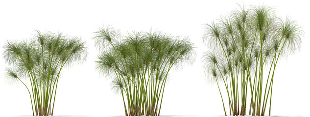 paper reed papyrus sedge plant hq cutout arch viz