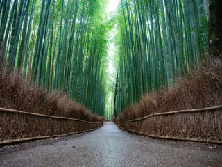 嵐山　竹林の小径