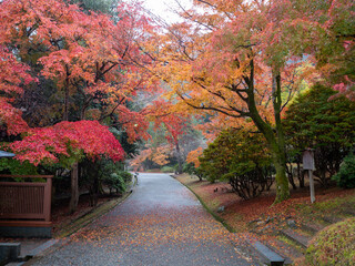 Fototapeta na wymiar 京都嵐山、雨の紅葉