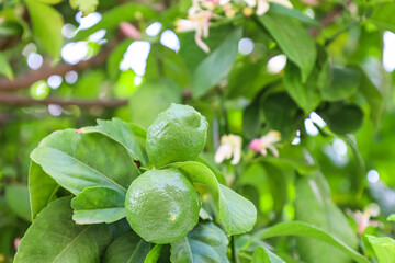 Tree with green lemons outdoors, closeup