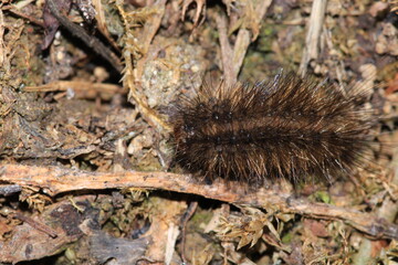 natural phragmatobia fuliginosa caterpillar macro photo