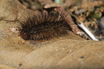 natural phragmatobia fuliginosa caterpillar macro photo