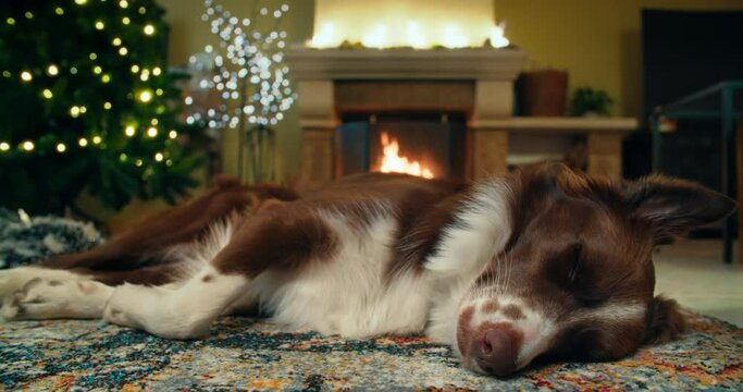 Dog laying on floor in front of fireplace and christmas tree on winter holidays