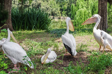 Beautiful pelicans  in zoological garden