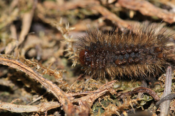 natural phragmatobia fuliginosa caterpillar macro photo