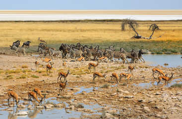 African Waterhole sceone, with Zebra just about to run - with wildebeest and springbok against a vast open savannah background - obrazy, fototapety, plakaty