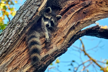 Ein junger Nordamerikanischer Waschbär ( Procyon lotor ).