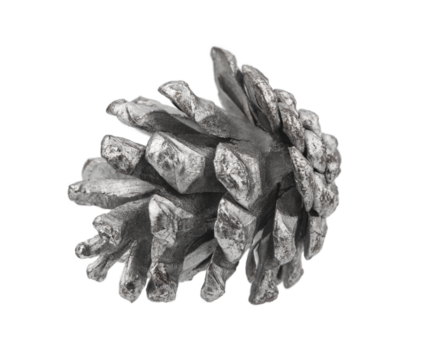 pine cone, isolate on a white background