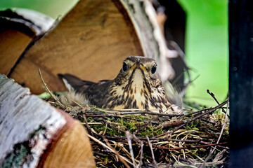 Brütende Singdrossel ( Turdus philomelos ).