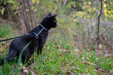 A curious black cat on a leash discovers nature