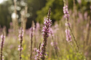 close up of Purple loosestrife