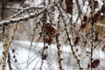 Cones in the ice crust in winter