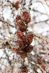 Cones in the ice crust in winter